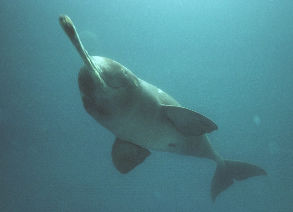 Представитель Семейства Platanistidae